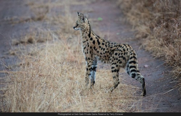 serval crossing the road