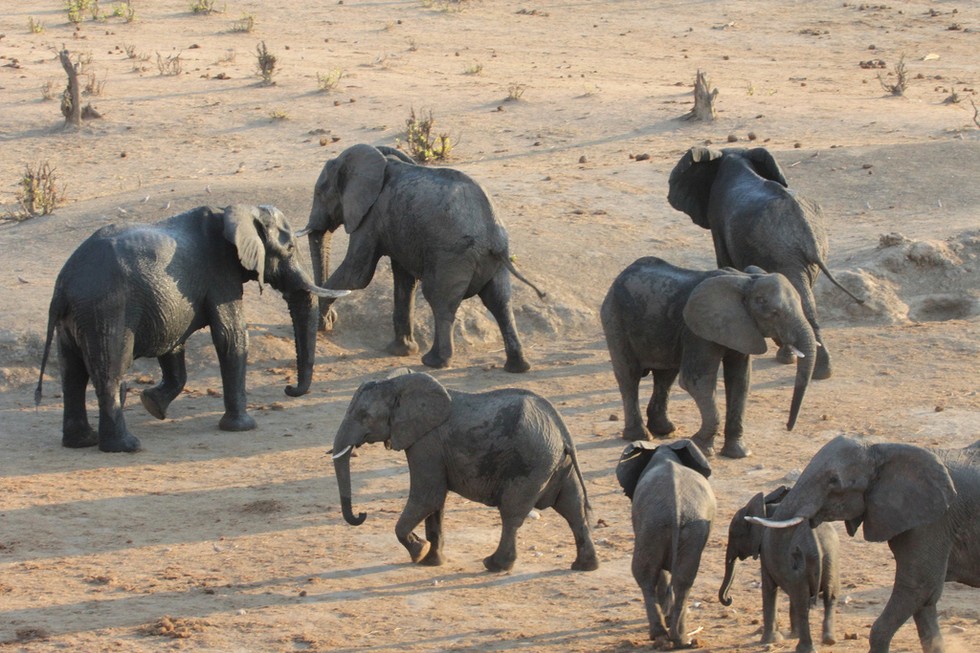 elephant herd in zimbabwe