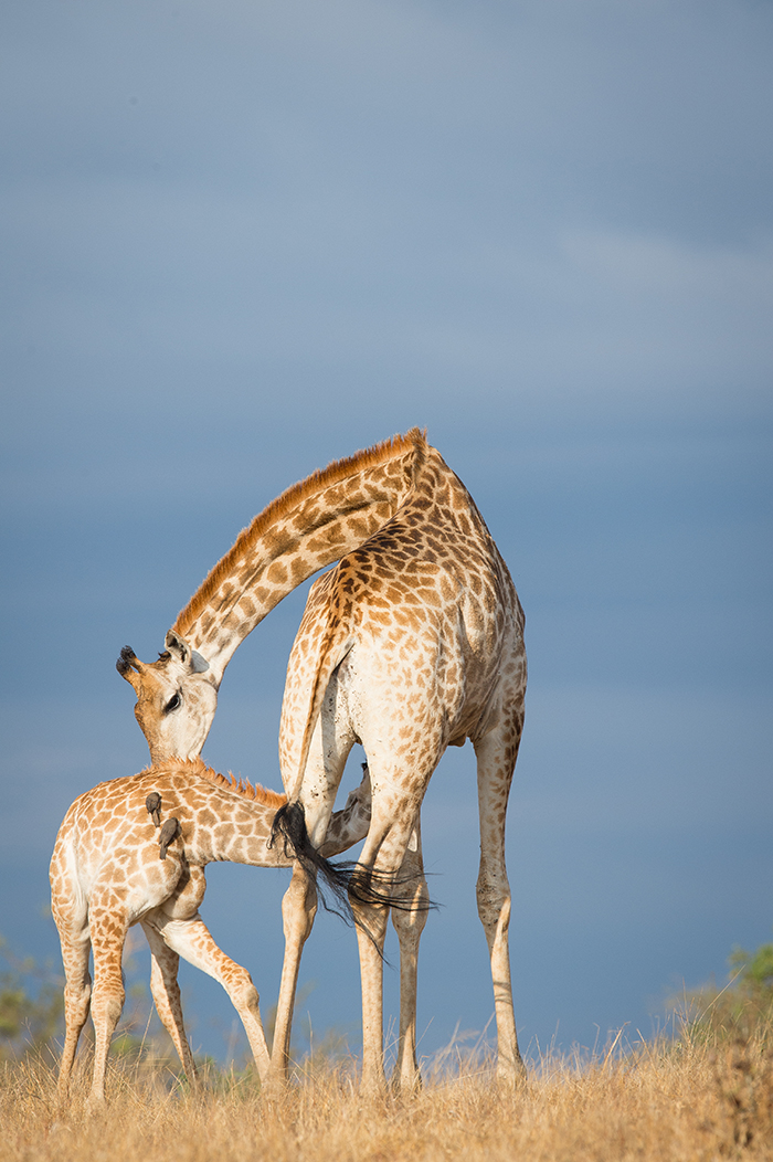 giraffe nursing