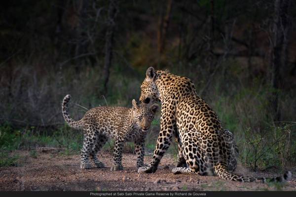 leopard and cub sabi sabi