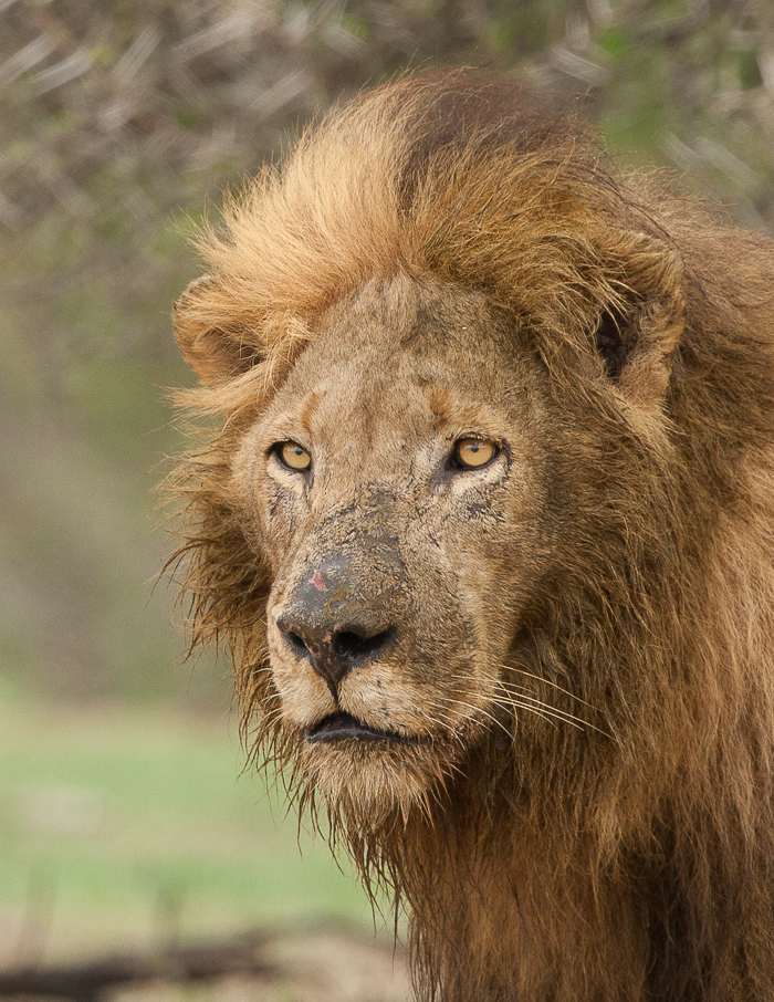 male lion at londolozi