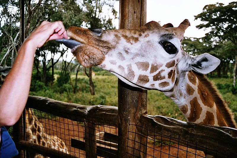 Giraffe feeding by Hdahlmo is licensed by CC BY 2.5