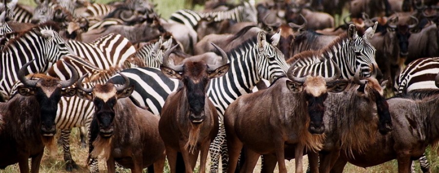Wildebeest and zebras on the Serengeti during the Great Migration