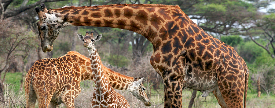 Giraffes Long Necks