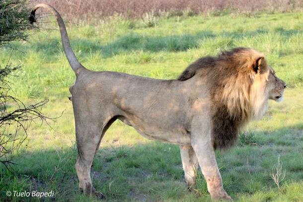 black maned lion marking his territory
