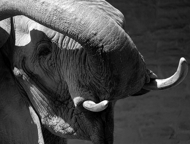 elephant black and white