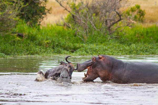 hippo and crocodile battling over a wildebeest londolozi