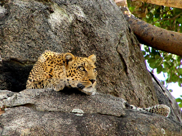 leopard at Namiri Plains Camp Namibia.