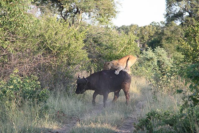 lions on the back of a cape buffalo, londolozi