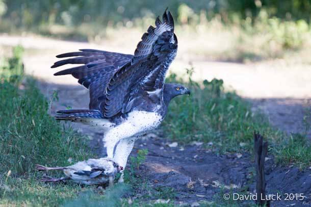 martial eagle eating an egyptian goose at mambo camp
