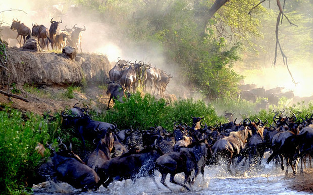 wildebeest crossing the Grumeti River