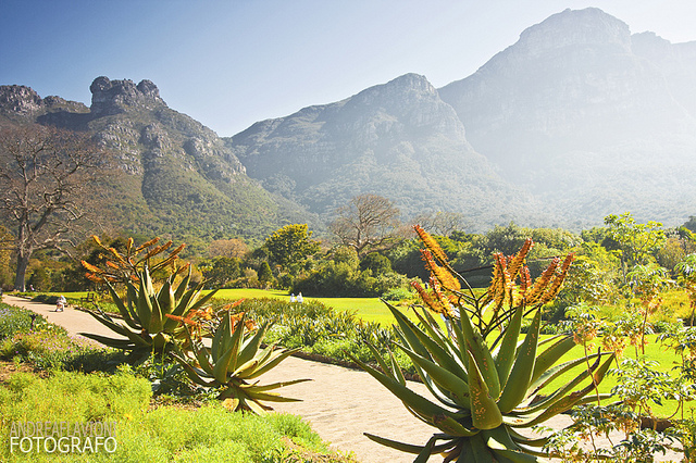 Kirstenbosch by Andrea is licensed by CC BY 2.0.
