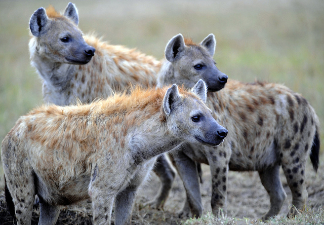 Hyenas at Sundown by RayMorris1 is licensed by CC BY-NC-ND 2.0.
