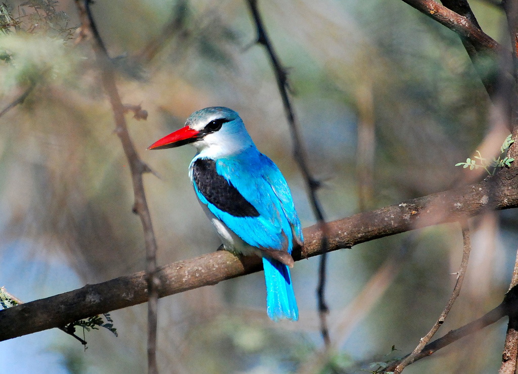 Woodland Kingfisher by Ian White is licensed by CC BY-ND 2.0.