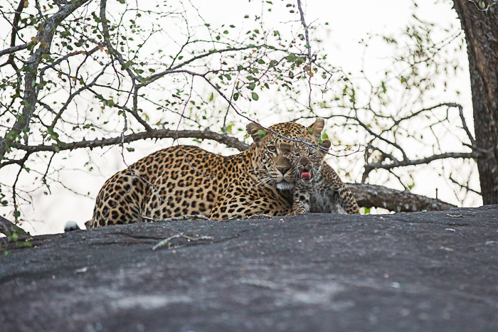 londolozi leopard cubs
