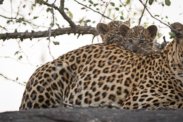 leopard cubs londolozi