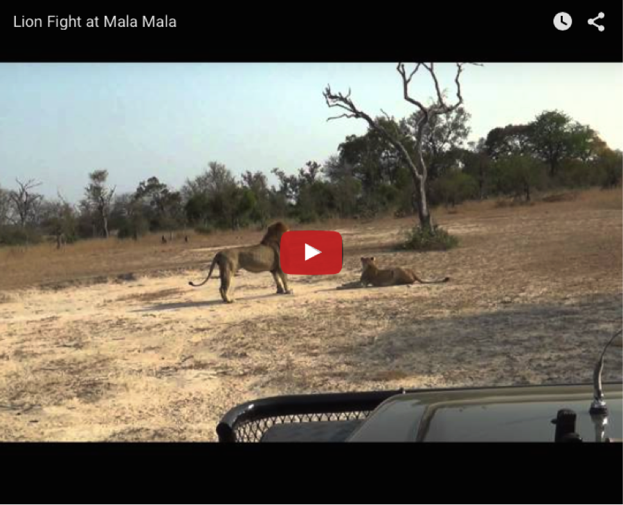 lions fight mala mall