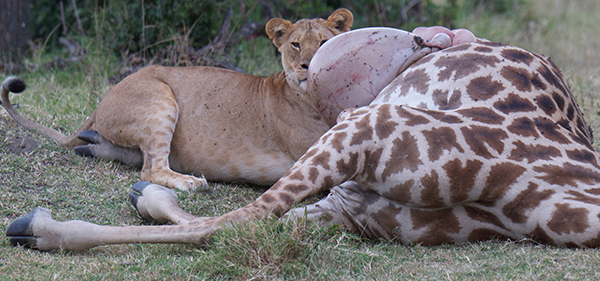 Dead Giraffe on a Kenya Migration Safari