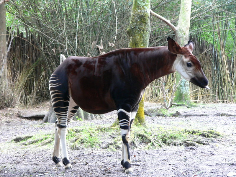 Okapi, sharing the most common ancestor to the giraffe.