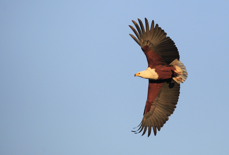 An african fish eagle circles in the air over Tanzania