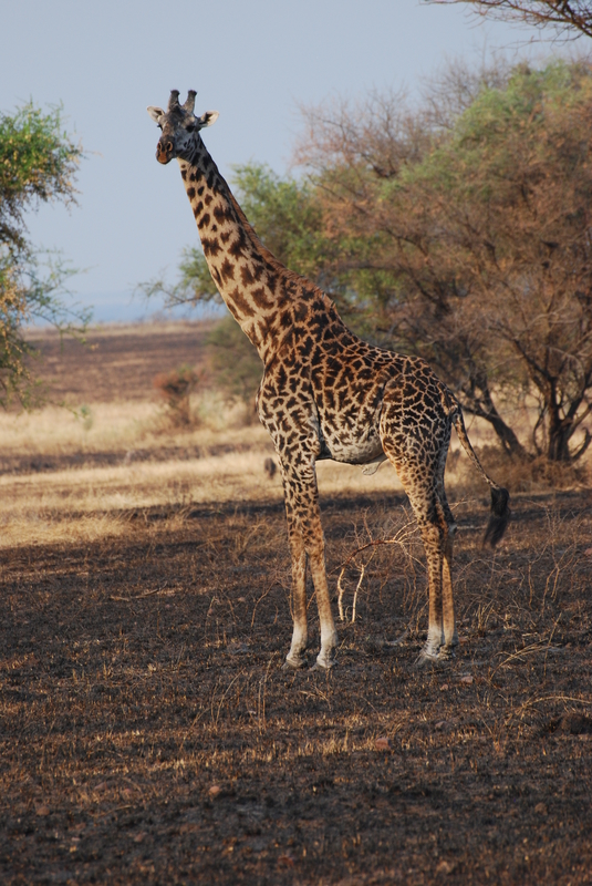 A giraffe eats acacia leaves in Serengeti National Park