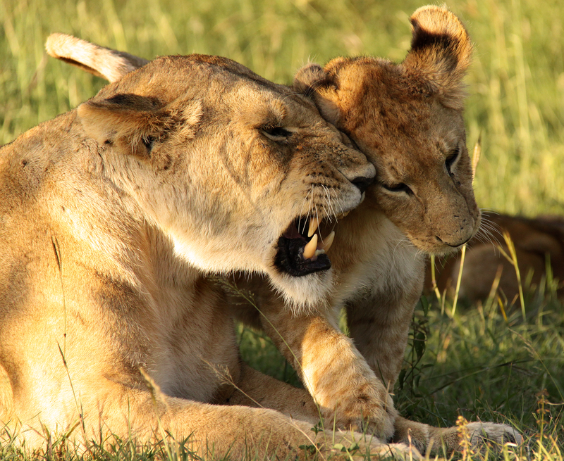 A lioness reprimands her cub