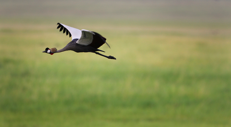 A grey crowned crane lands in the grass in Tanzania