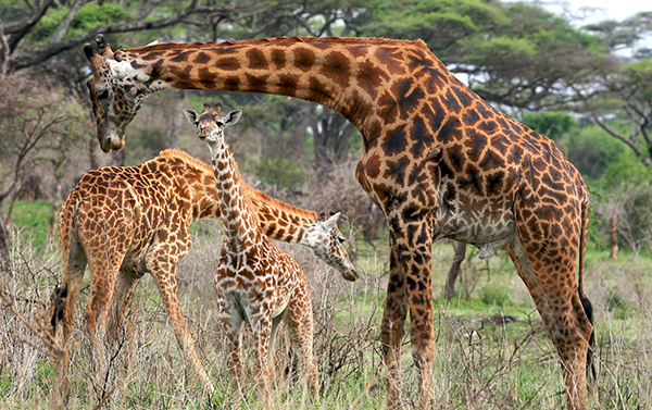 Why do giraffes have long necks?