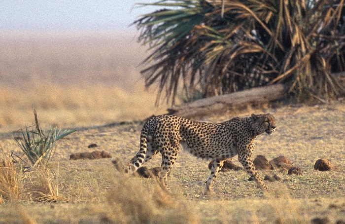 Katavi National Park Tanzania