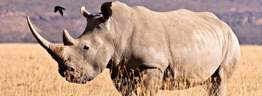 Saving Rhinos with Music in Namibia