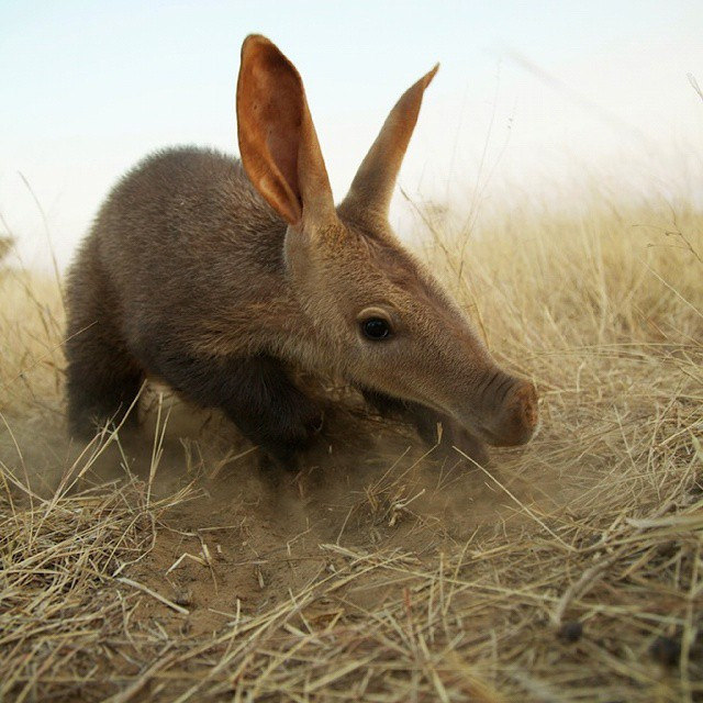 Four Nocturnal Species You'd Be Lucky to See on Safari