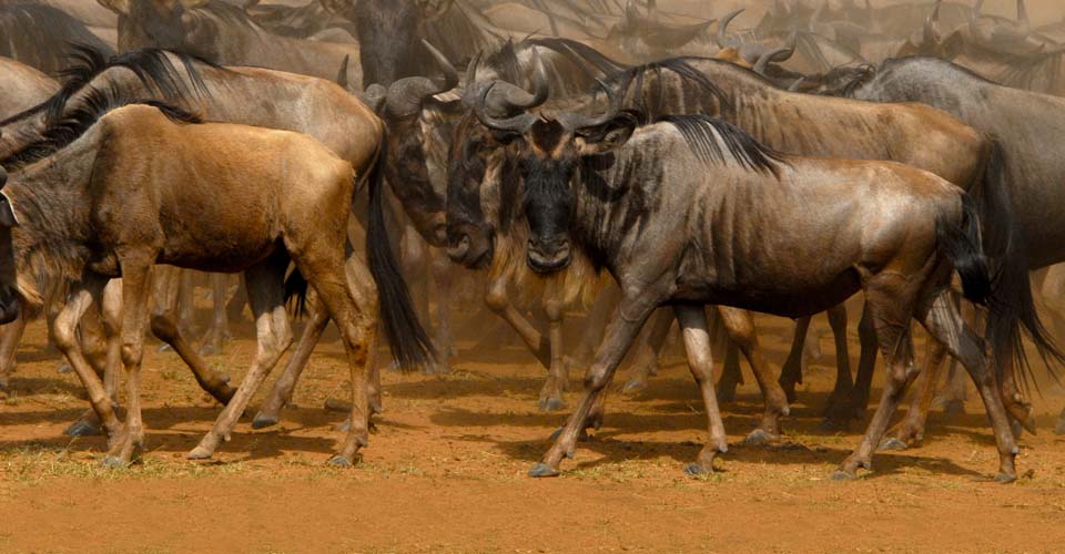 Wildebeest migrating in Kenya
