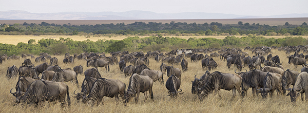 Six Facts About the Wildebeest Migration Across the Serengeti